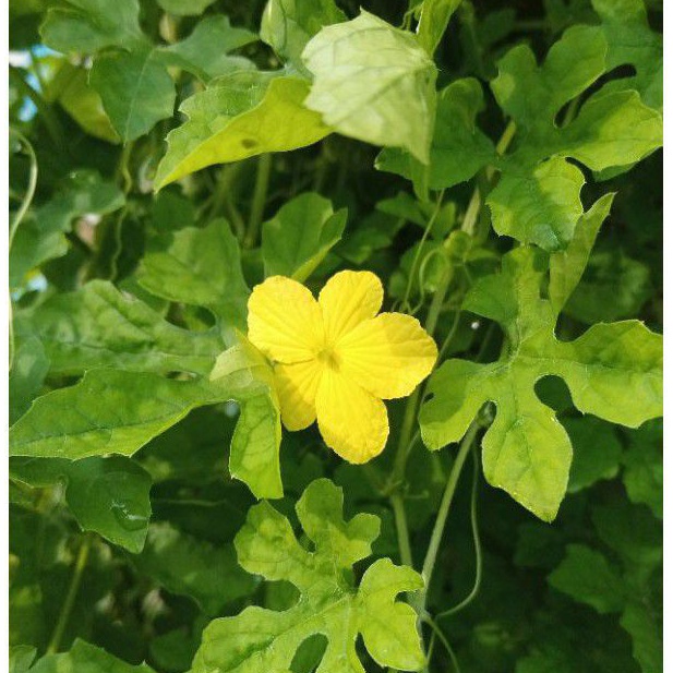 

Daun pare hutan pare alas segar 250 gram