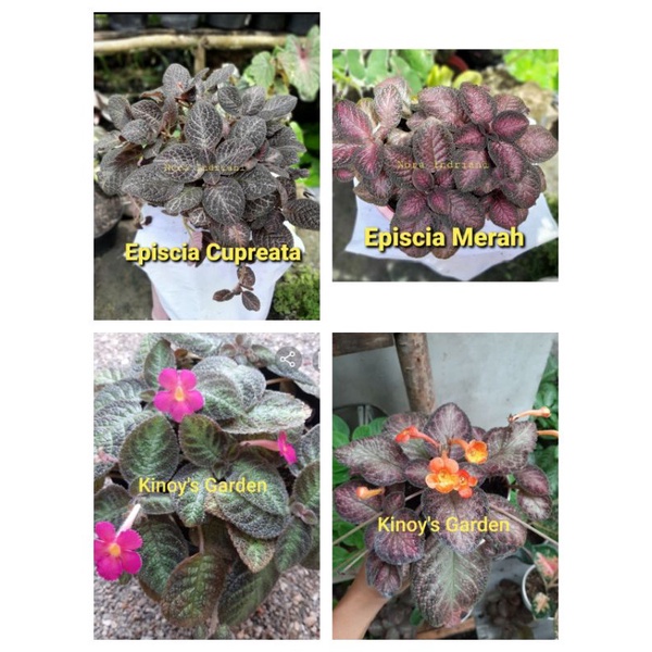 

Episcia Mix