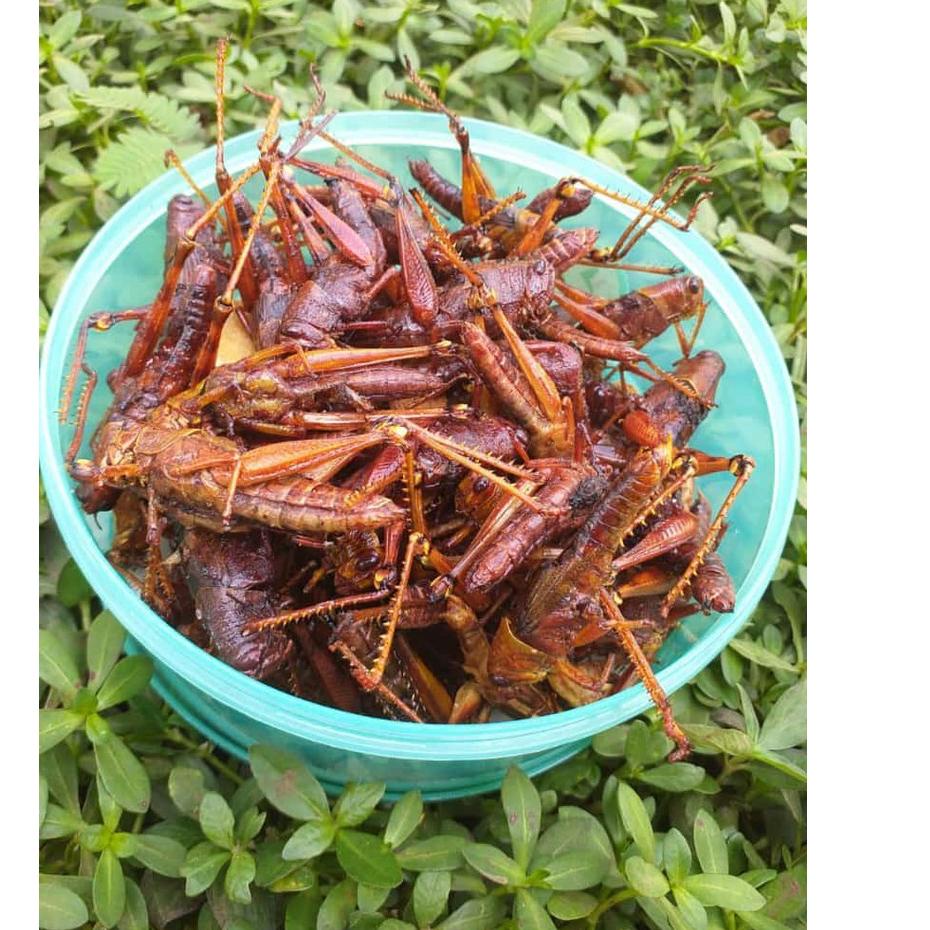 

[KODE VIKAB] [BISA COD] WALANG/BELALANG GORENG BESAR