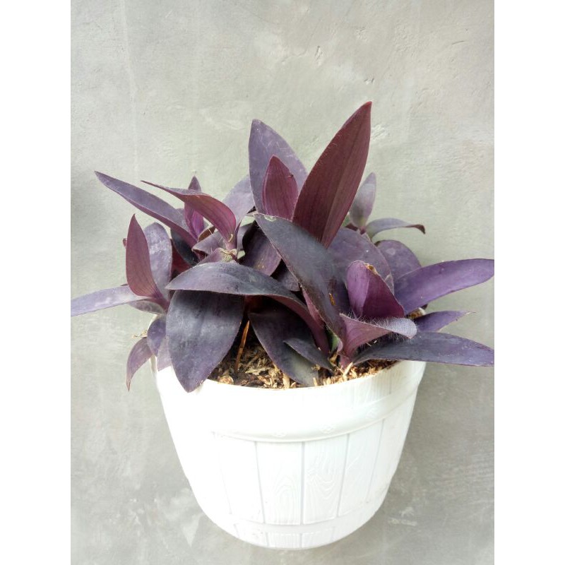 Tanaman Hias Adam Hawa ungu-pohon adam hawa ungu-tanaman adam hawa ungu