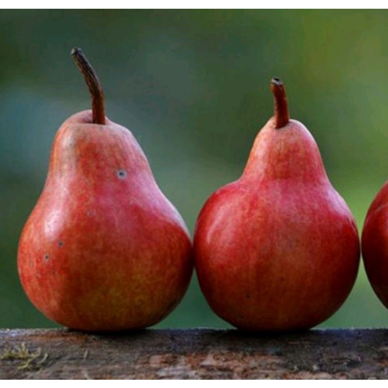 BIBIT BUAH PEAR MERAH / PIR MERAH HASIL CANGKOK