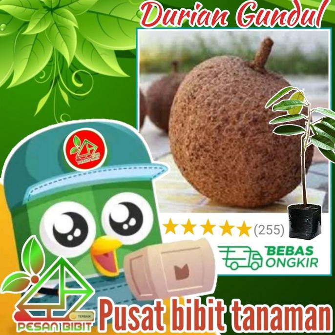 TERBAIK bibit tanaman buah durian gundul DURIAN TANPA DURI durian paling manis TERMURAH