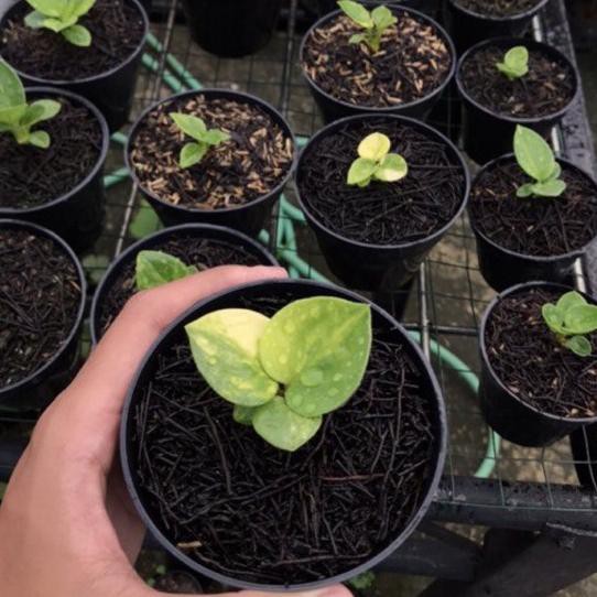 Bibit Tanaman Hias Anthorium Jemani Mangkok Varigata