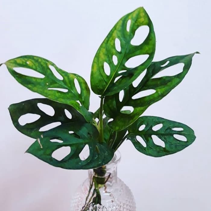 Tanaman Hias Indoor Janda Bolong Monstera Obliqua Janda Tanaman Hias Indoor Janda Bolong Monstera Obliqua Janda