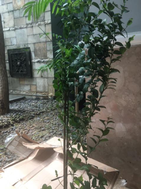 Pohon Bidara Arab - Bidara Arab Sidr Ruqyah Tinggi 50cm