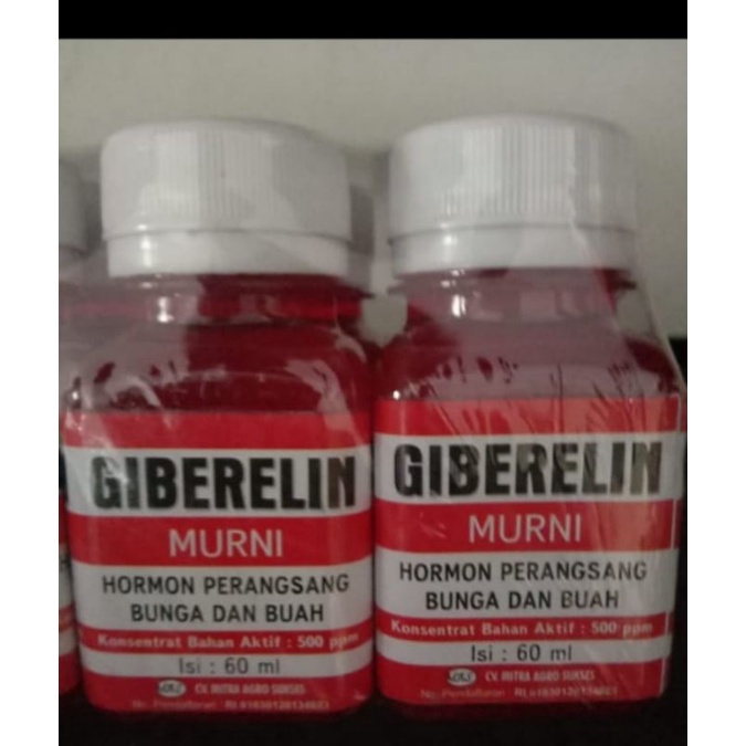 GIBERELIN MURNI ORIGINAL
