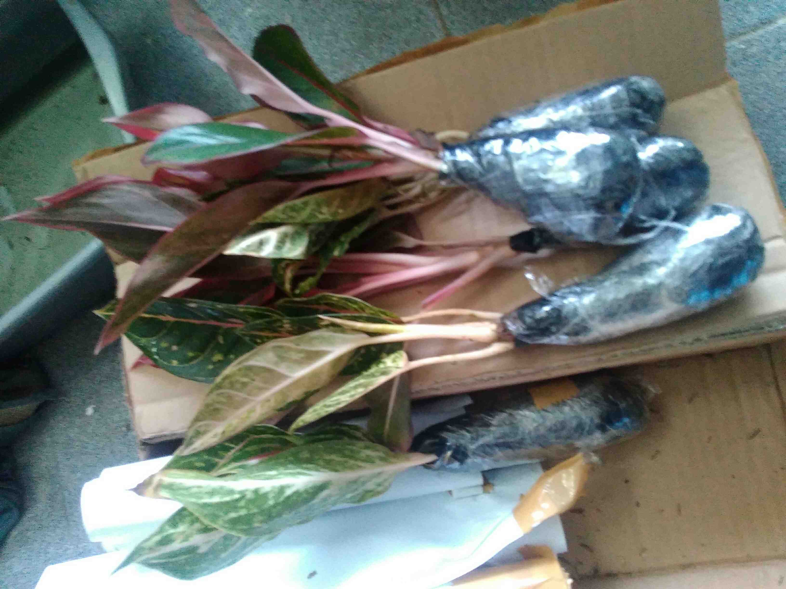 Bibit Aglonema Butterfly