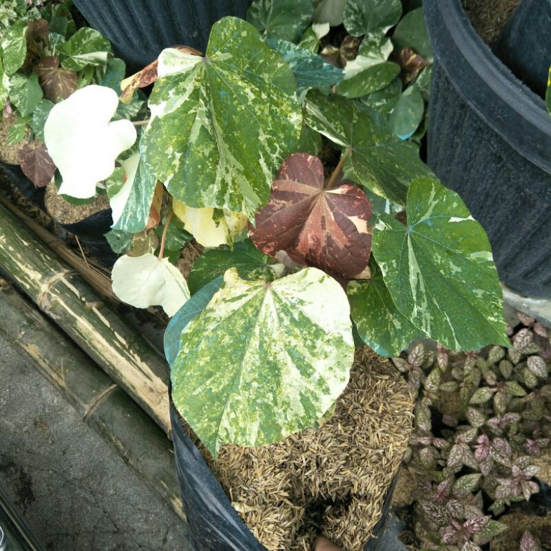 

Waru Variegata