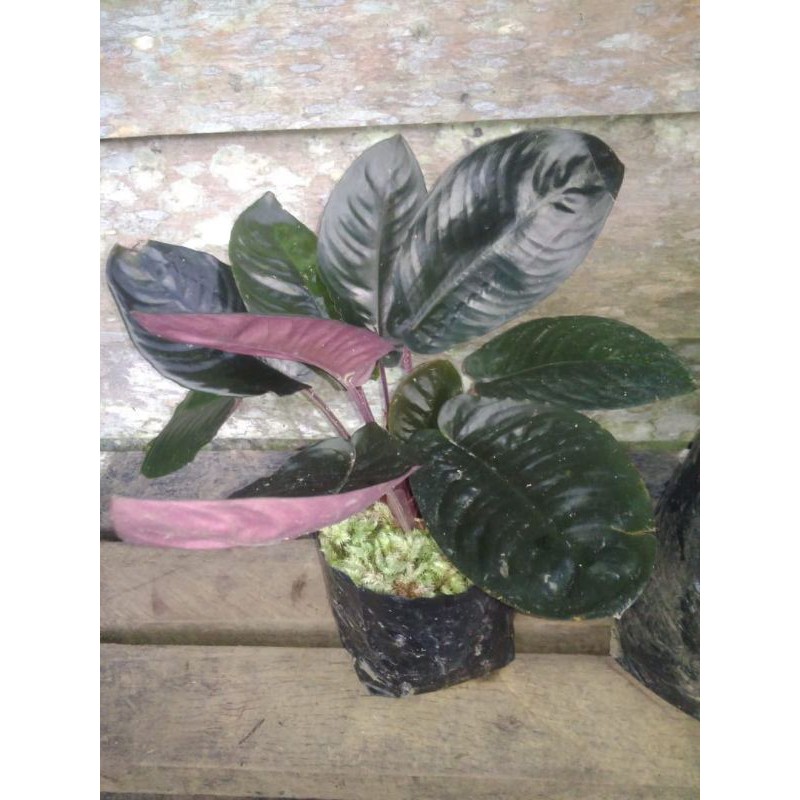 schisma black metalic