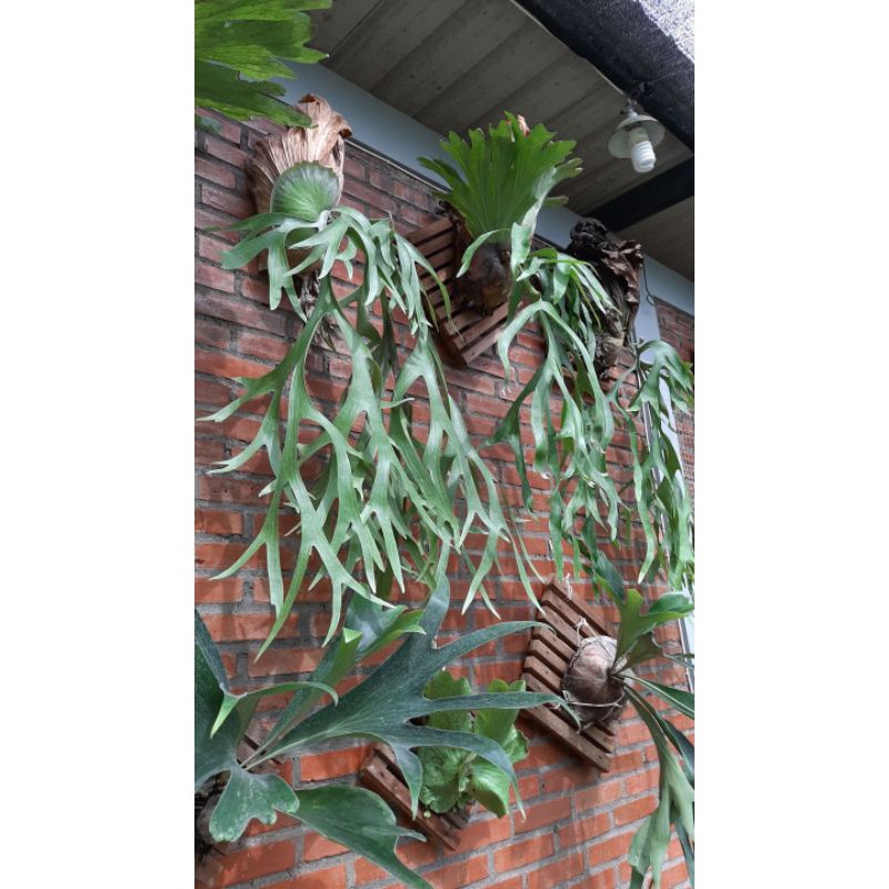 Platycerium Coronarium