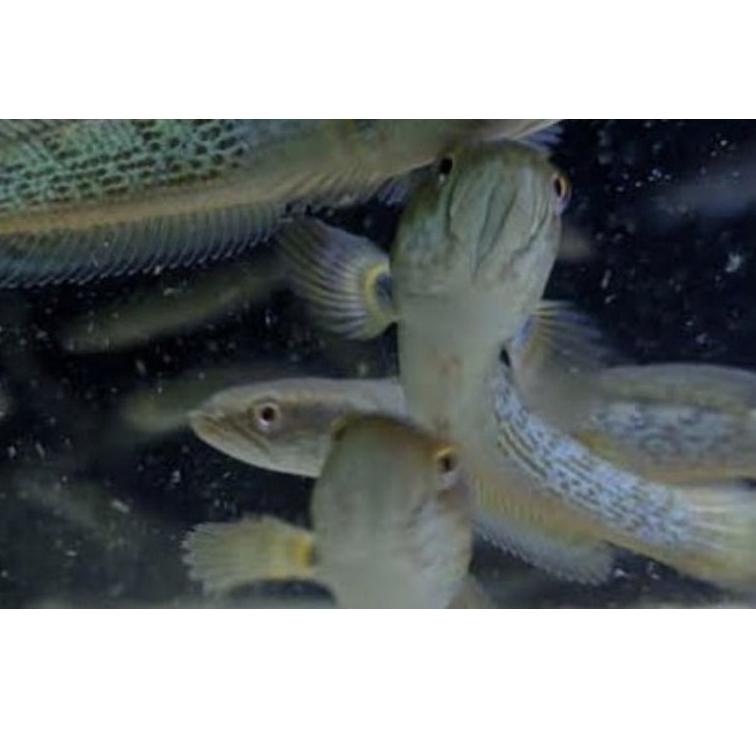 [PRODUK C997E] ikan chana baby barca kontes ful dots full pelet Uk 3-5cm HVA