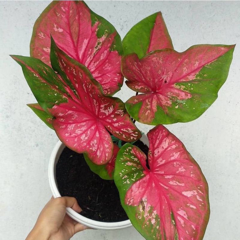 Caladium Red Clone / Tanaman Hias Keladi Red Clone