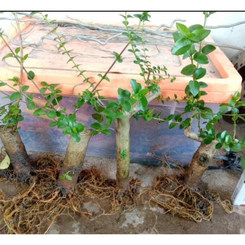 BAHAN BONSAI SANCANG ORI