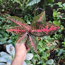 tanaman hias aglonema red adelia -tanaman hias aglaonema adelia indoor