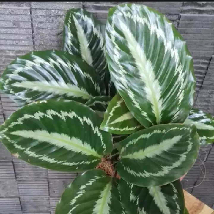 Tanaman Hias Calathea - calatea - tanaman indoor