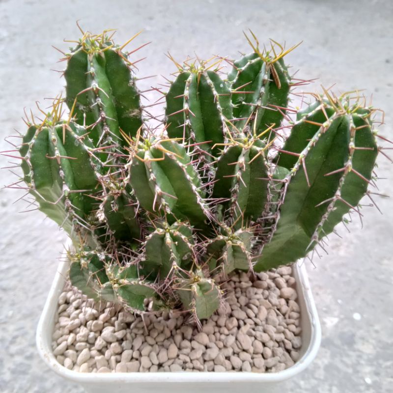 Euphorbia Fruticosa | Euphorbia | Cuneata
