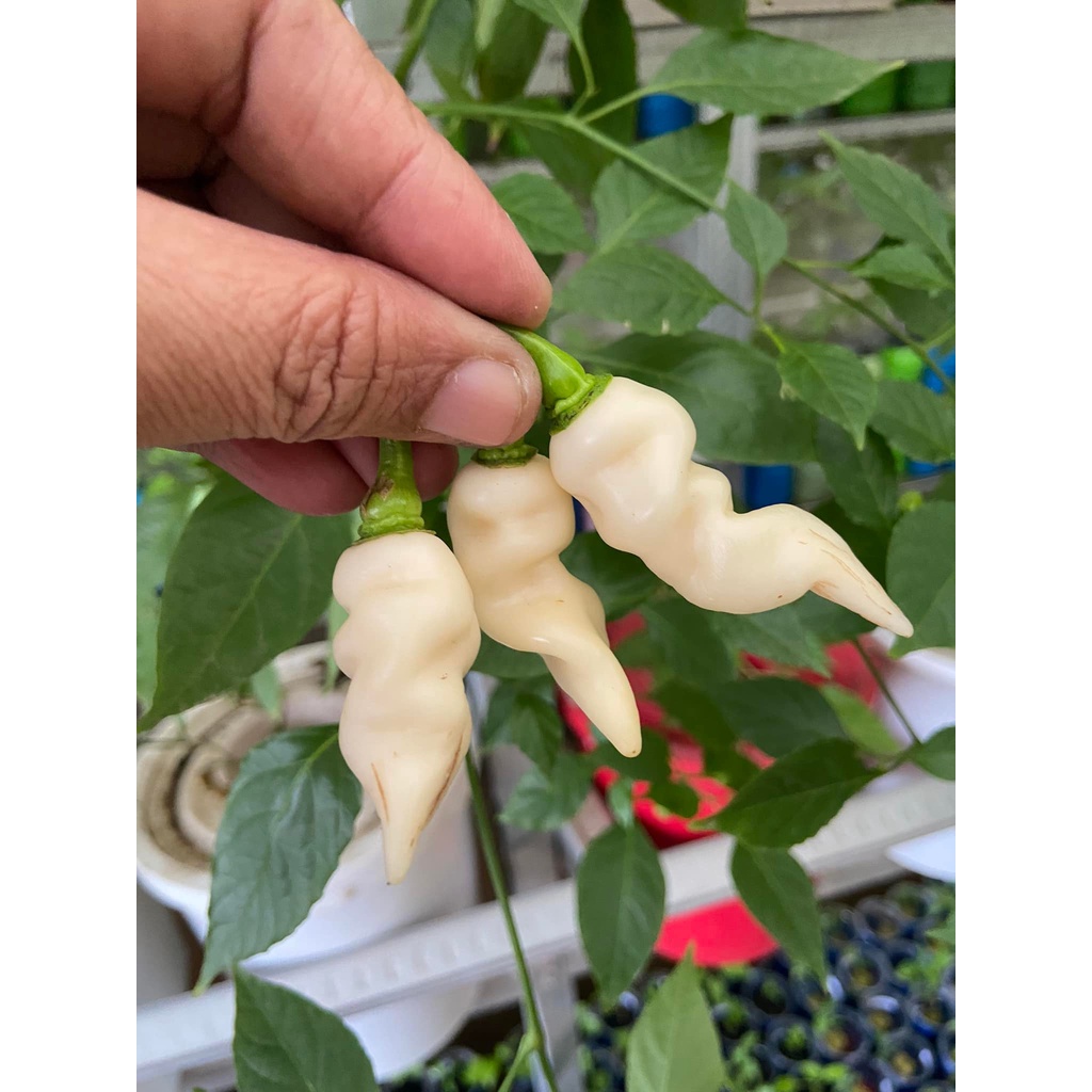 Benih Bibit Biji - Cabai Faddas White Cabe Putih Super Pedas Pepper Seeds