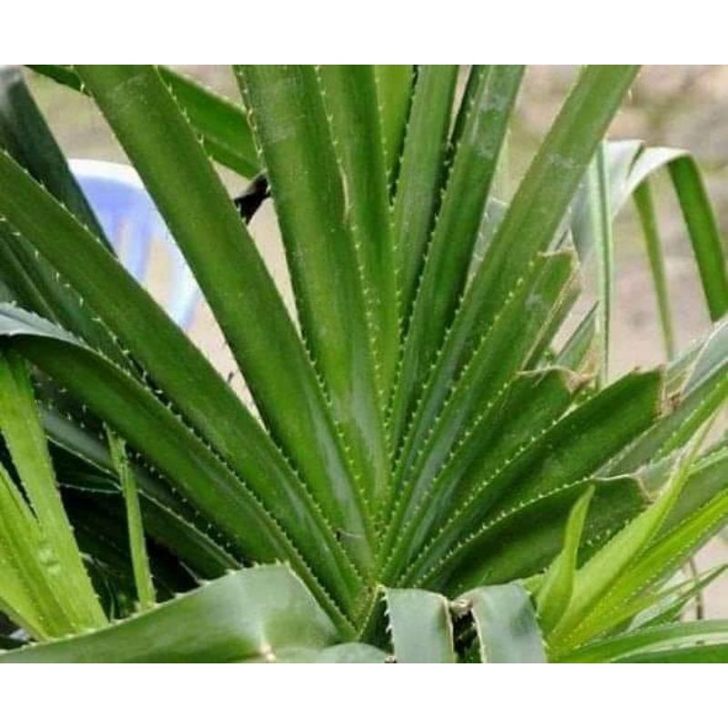 

Daun pandan duri herbal 150.gram