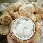 

Kelapa Kopyor Super Mantab Genjah Dari Pati Ukuran L