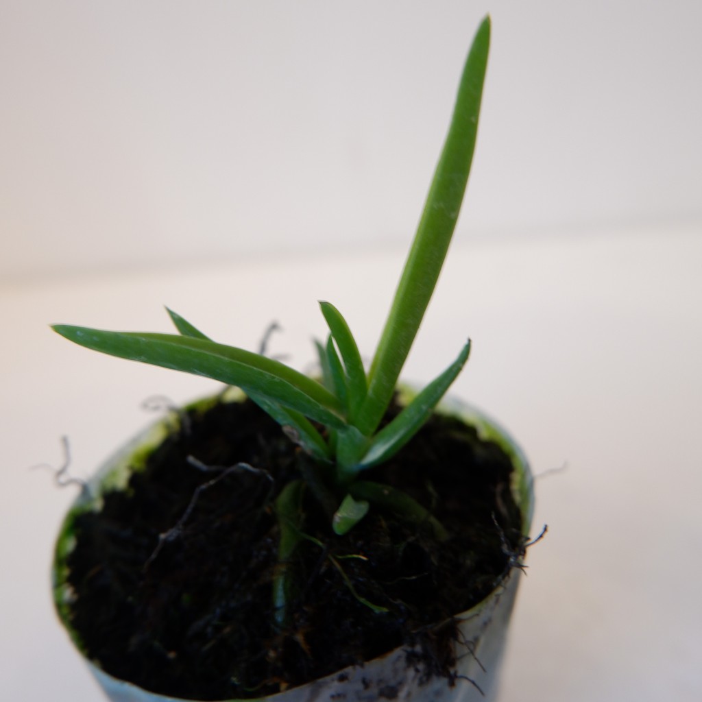 Anggrek Vanda Seedling - Tanaman Hias