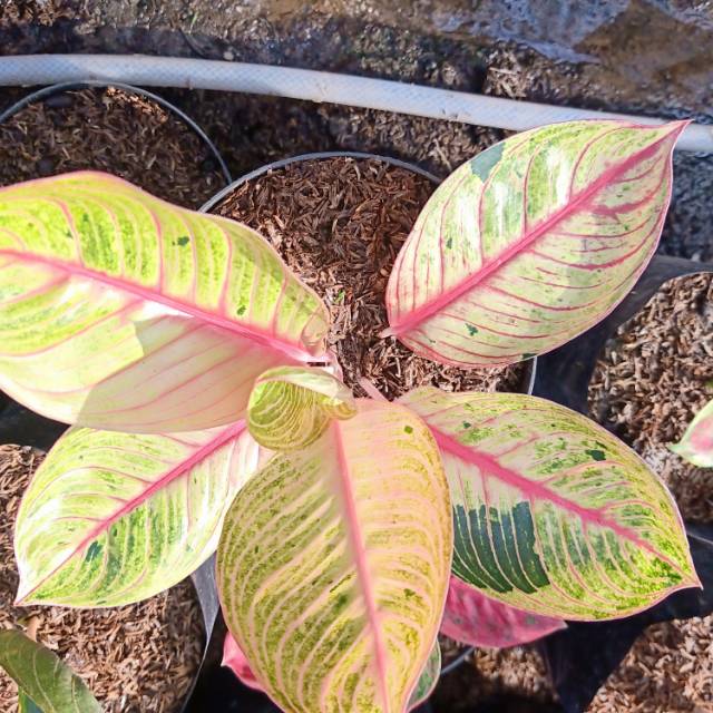 Aglonema Goliath