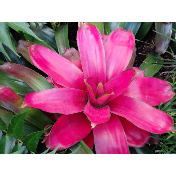 Tanaman Hias Bromelia Pink Grass - BakulKembang