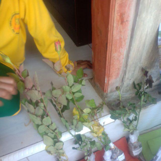 Bibit Tanaman Buah Sawo Kecik