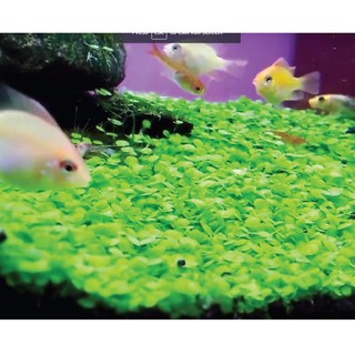 Hiasan Aquarium Tanaman Aquascape Ludwigia Sp Red Shopee Indonesia