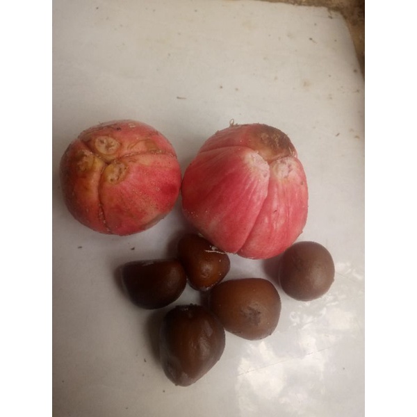 Biji bibit salak merah sidempuan 50 biji