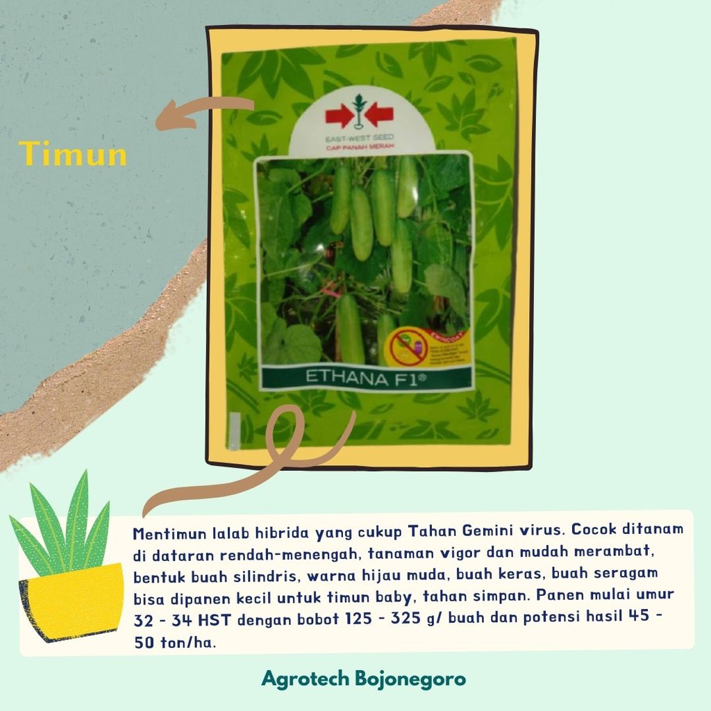 BENIH TIMUN ETHANA CAP PANAH MERAH