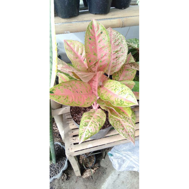 aglaonema big roy