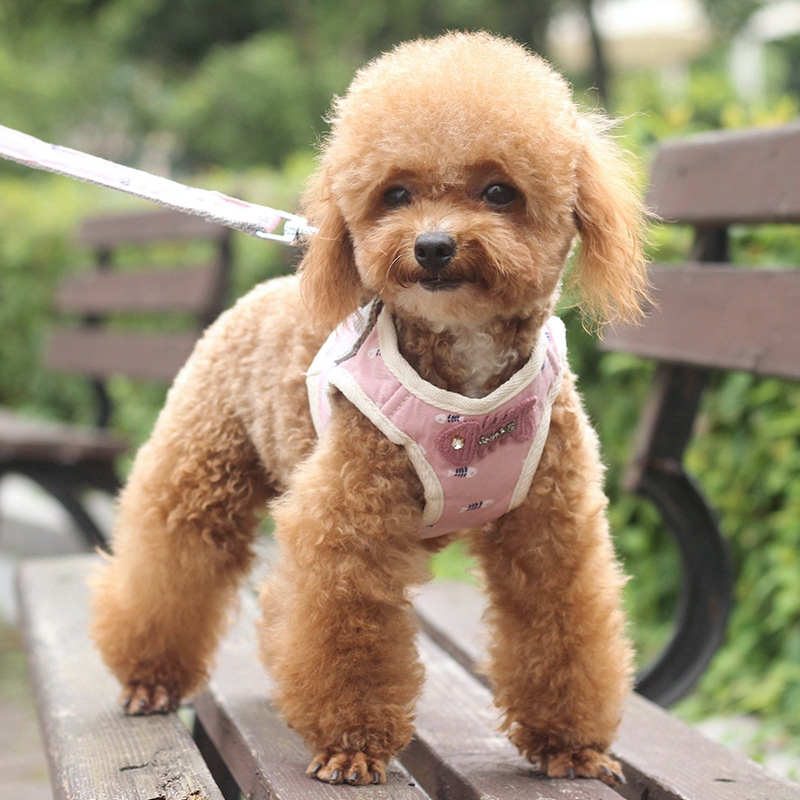 large teddy dog