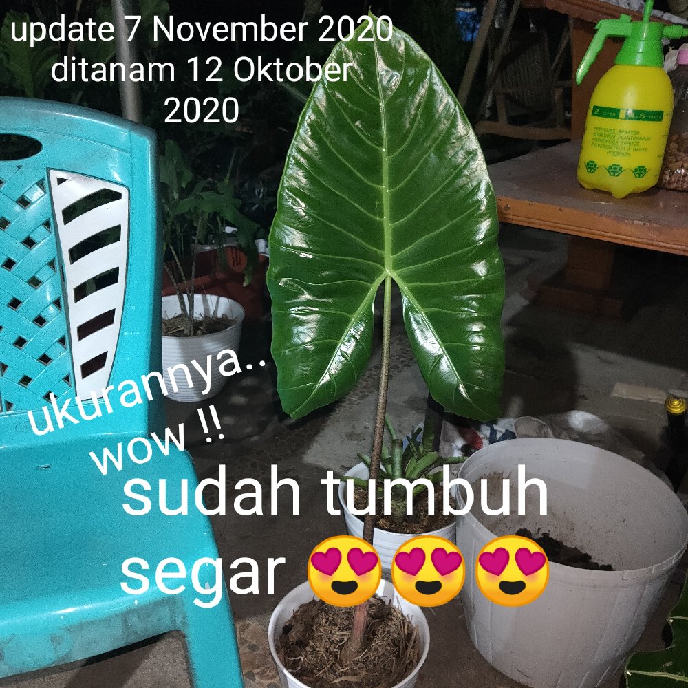 Bonggol Alocasia Zebrina Khas Lampung/longiloba (bonggol Agak Besar)