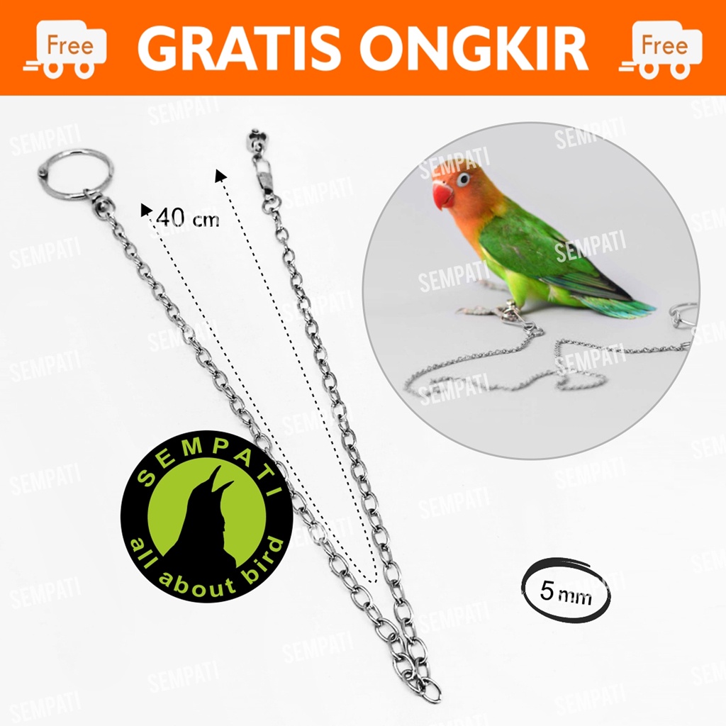 RANTAI BURUNG LOVEBIRD RING BORGOL IMPORT 5 MM RANTAI FF UMBARAN FREE FLYING LOVEBIRD LB LOVE BIRD ANIS CUCAK JALAK SUREN DLL