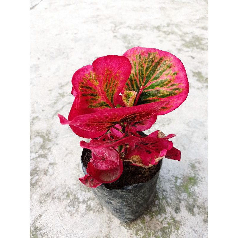 new hybrid bibit tanaman hias bunga puring apel clara