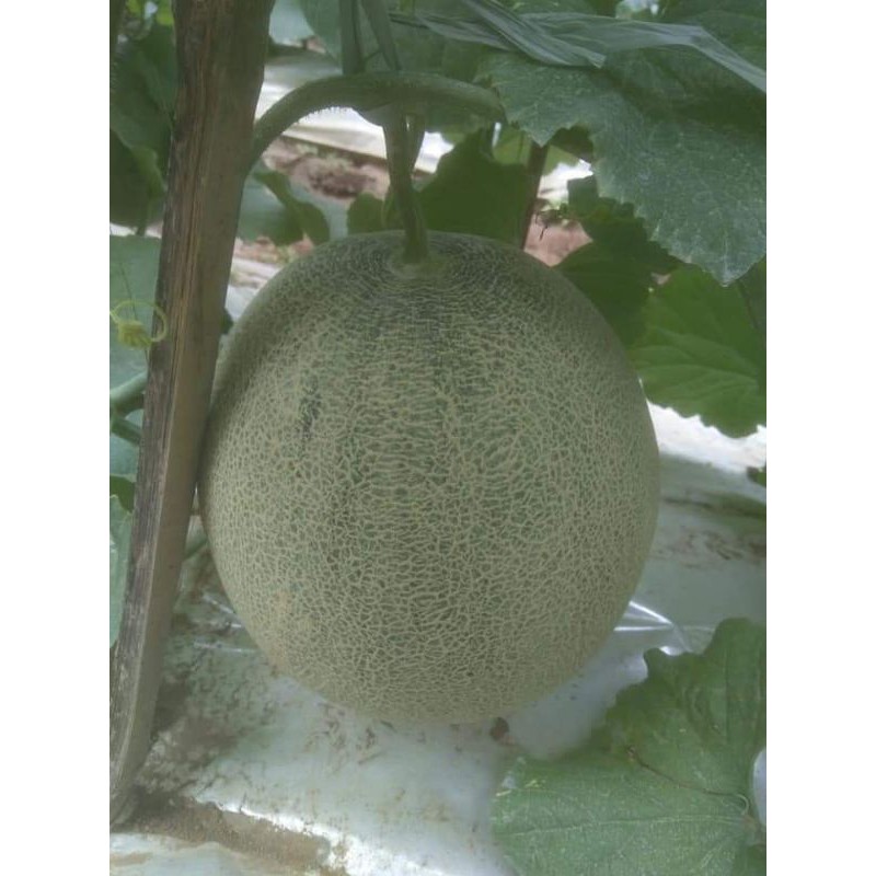 Melon Hibrida Daging Orange Premier F1 Tahan Virus You Seed