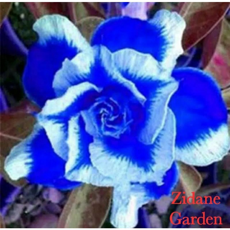 PROMO kamboja adenium bunga biru