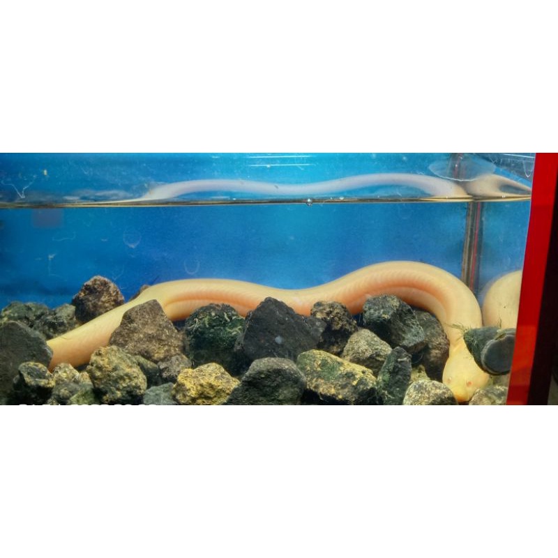 BELUT ALBINO MATA MERAH,BELUT LANGKA,