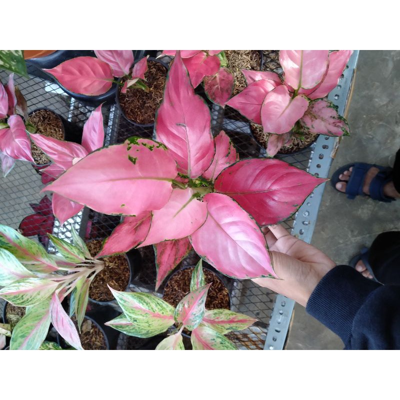 tanaman hias aglonema pink beauty|pink beauty