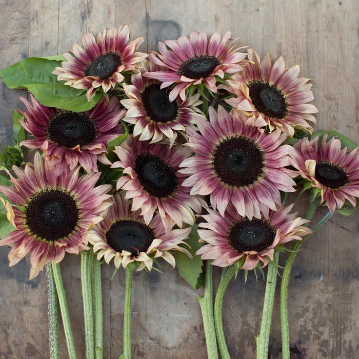 Benih Bibit Biji - Sunflower Ruby Eclipse Red Bunga Matahari Merah Cream Flower Seeds - IMPORT