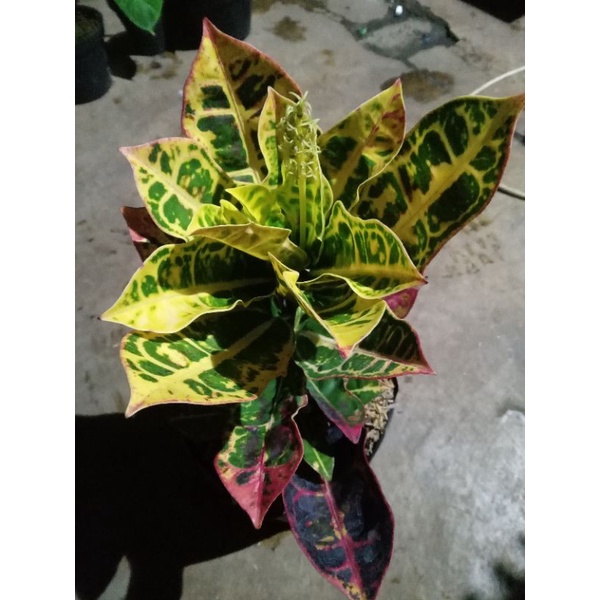 puring kura-kura tinggi 20cm daun rimbun