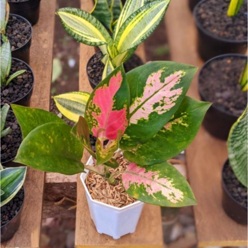 Promo  Aglonema khocin pink/aglonema khocin termurah