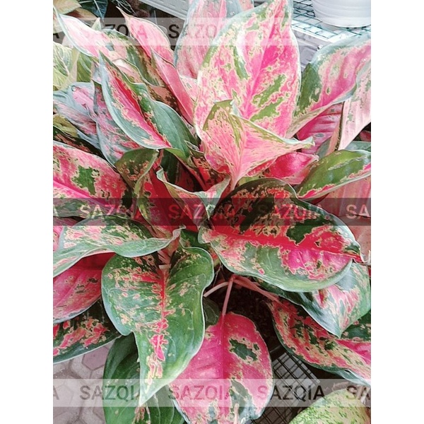 Kocin chamelon kocin kamelon