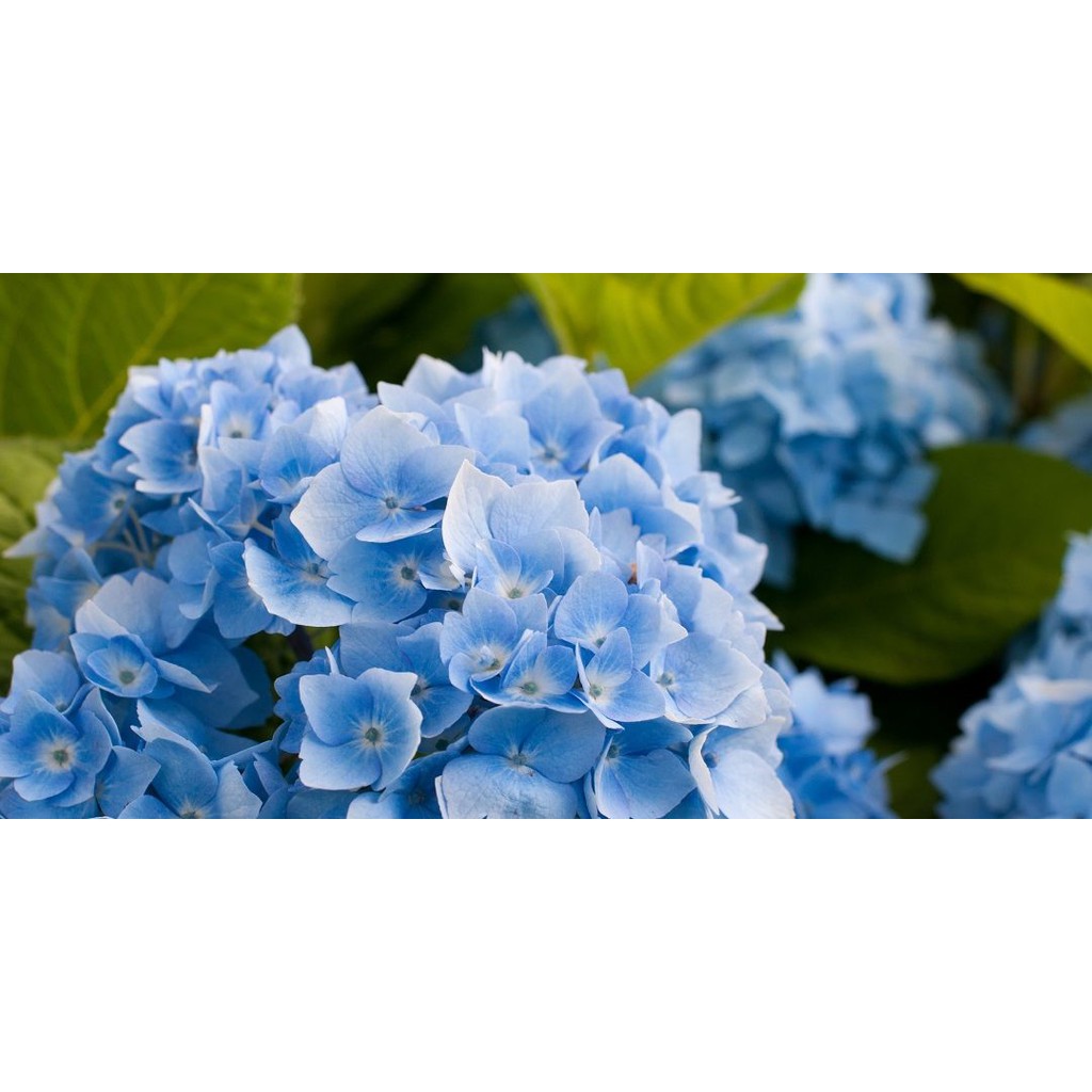 bibit tanaman hortensia,tanaman hias,bibit tanaman bunga, benih tanaman hias