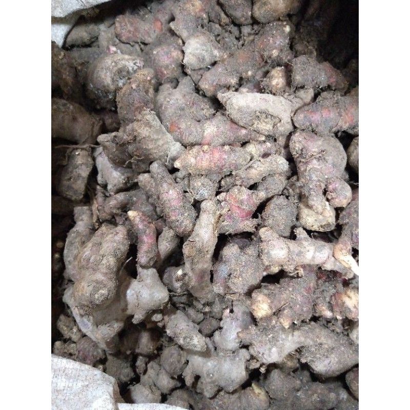 

jahe merah 100 gram fresh rempah