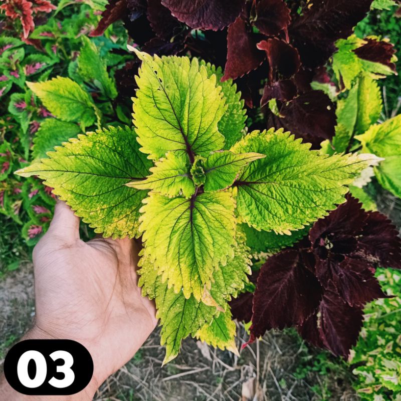 miana coleus jawer kotok iler tanaman hias bunga miana premium langka miyana murah miana berakar