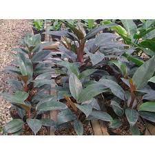 Philodendron compact congo - philo compact - BAKUL KEMBANG