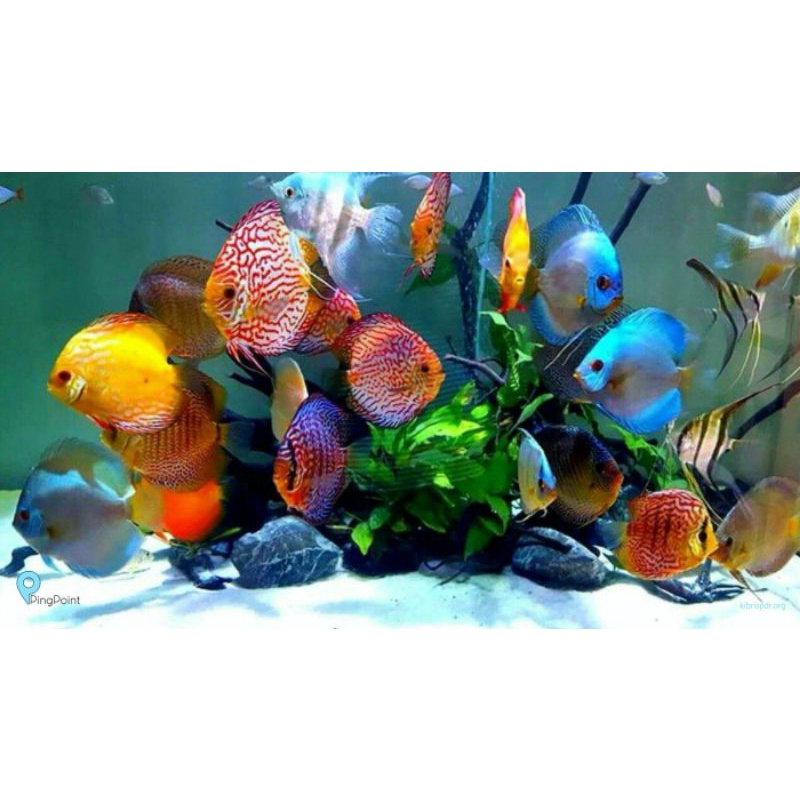 Jual discus 3 inch ikan discus 3 inch | Shopee Indonesia