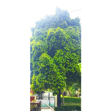 

daun manggis muda / lembar