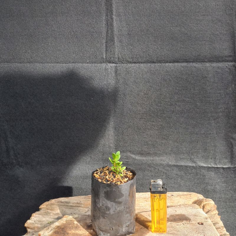 Bibit santigi karang nusaburung & mawar dari biji